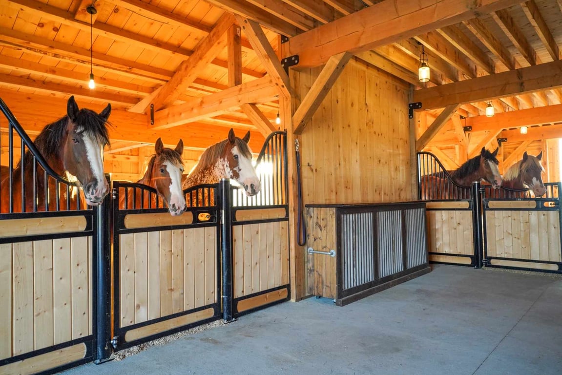 Clydesdale Horseback Riding Tour Image 9