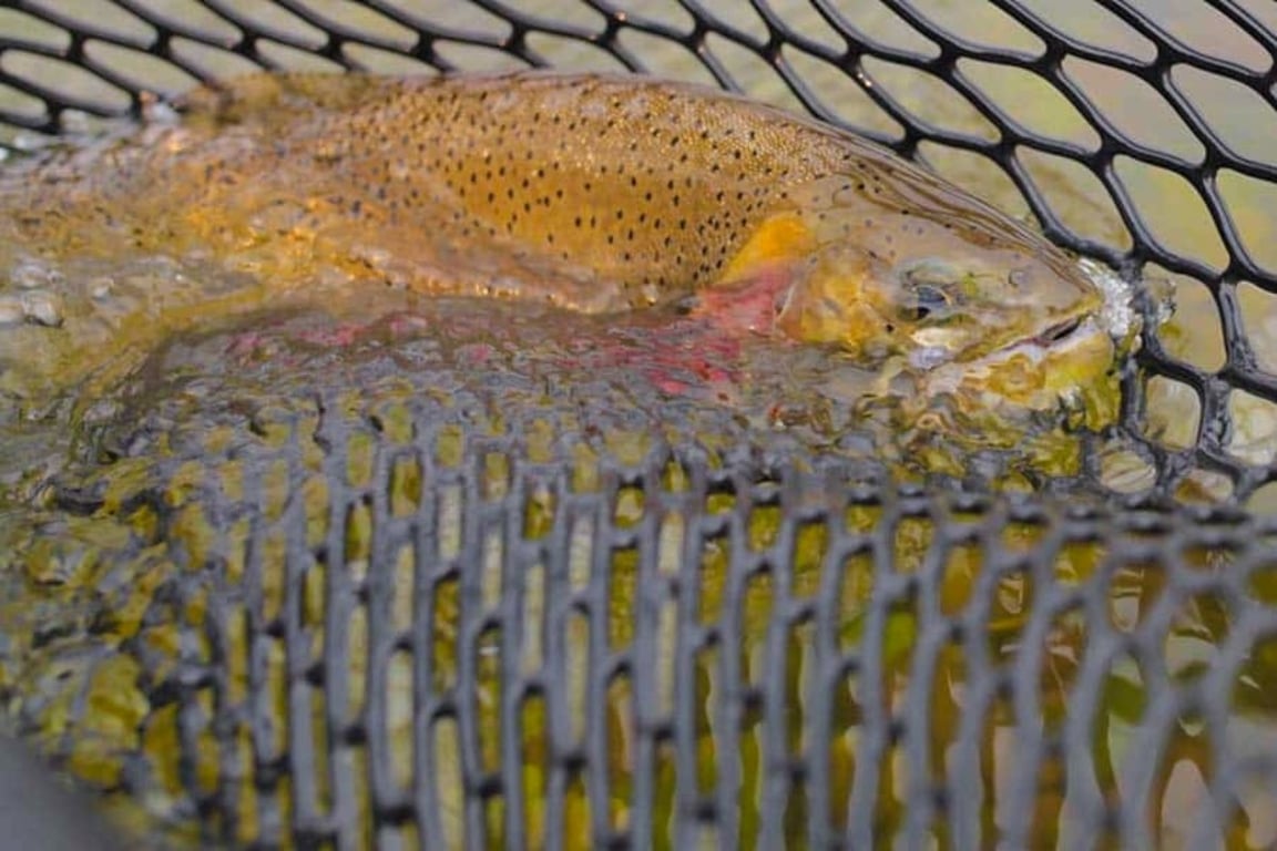 Blackfoot River Fly Fishing Tour Image 6