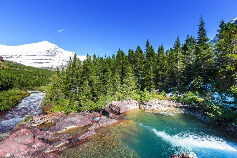 Crystal-clear stream flowing through pine trees with snowy peaks in the distance.