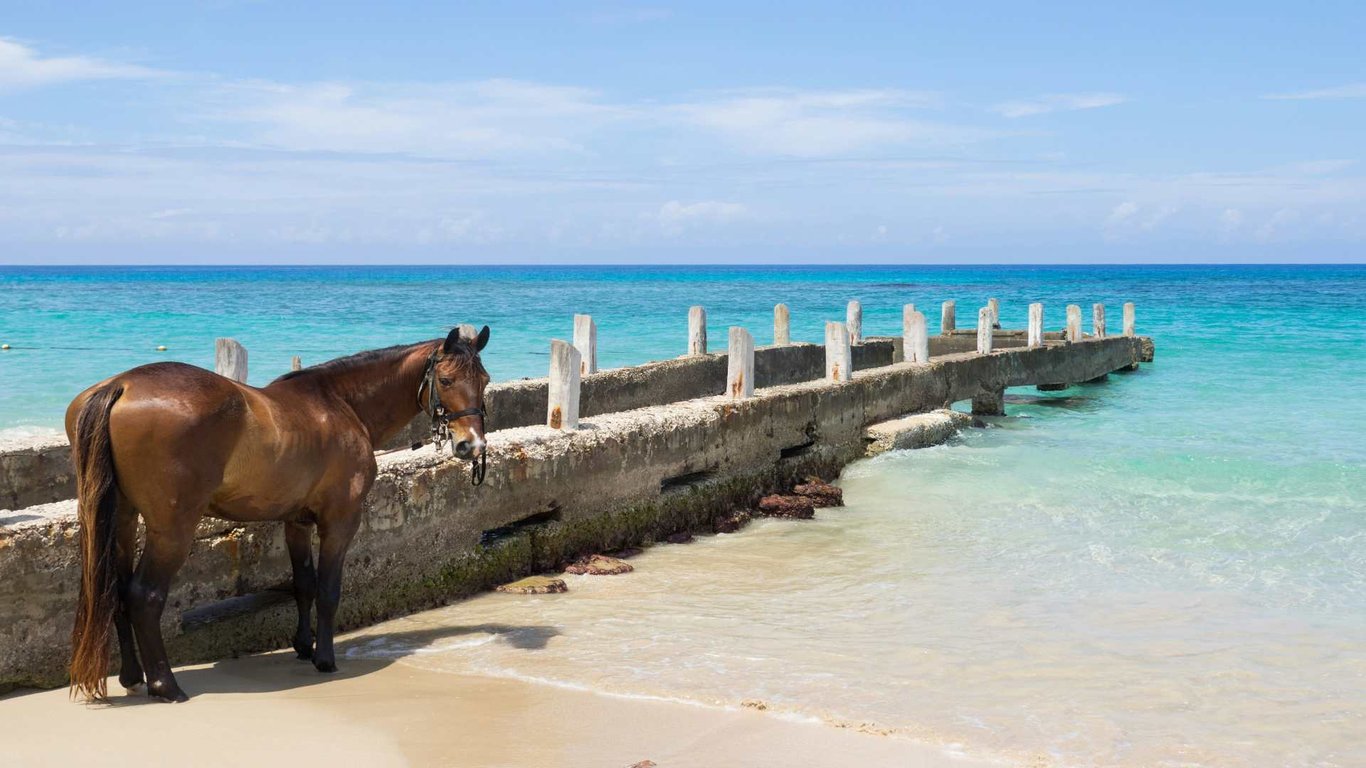 Nature in Montego Bay image