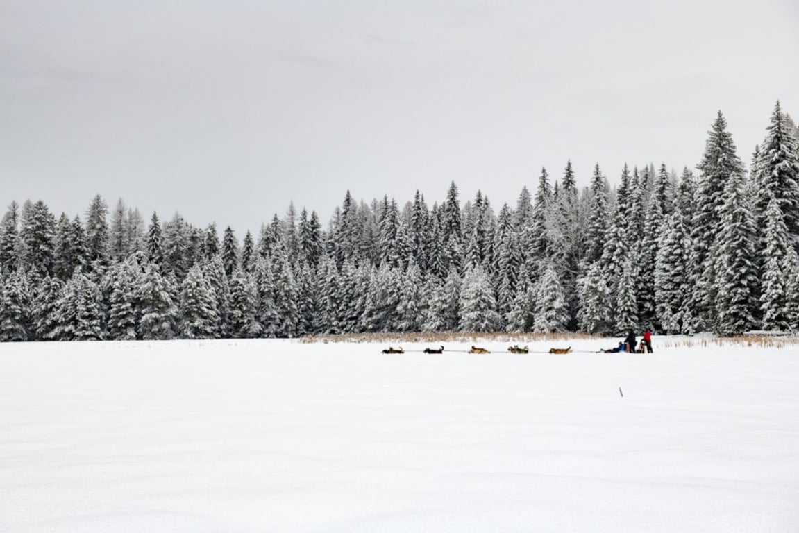 A dog sled team traveling through a field