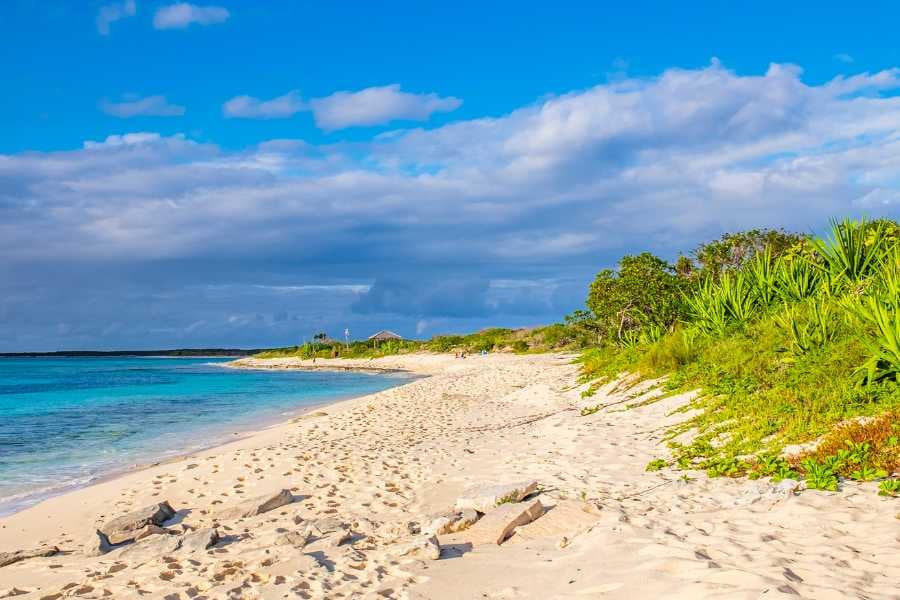 A calm, sandy beach with green plants and clear, shallow ocean water.