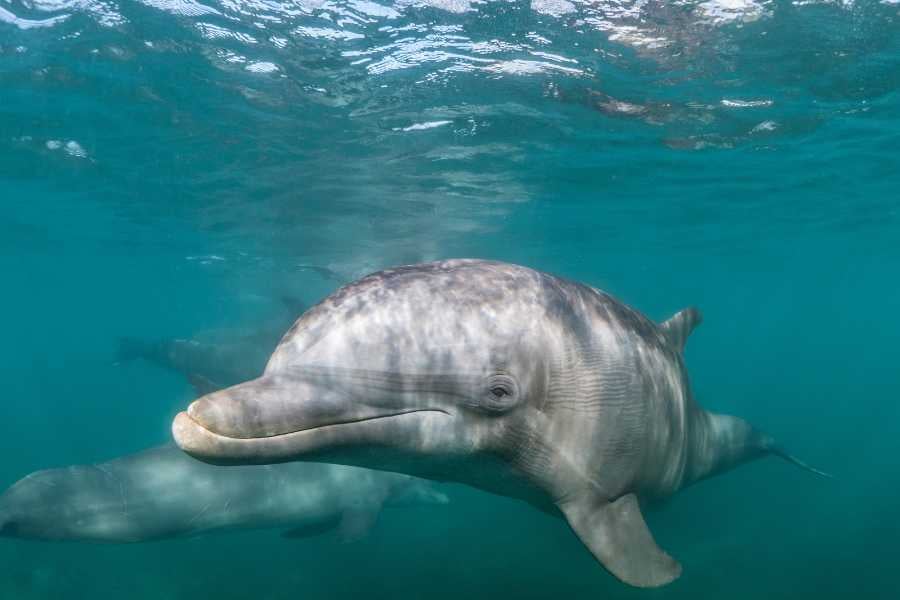 A close-up of playful dolphins swimming in the clear ocean water.