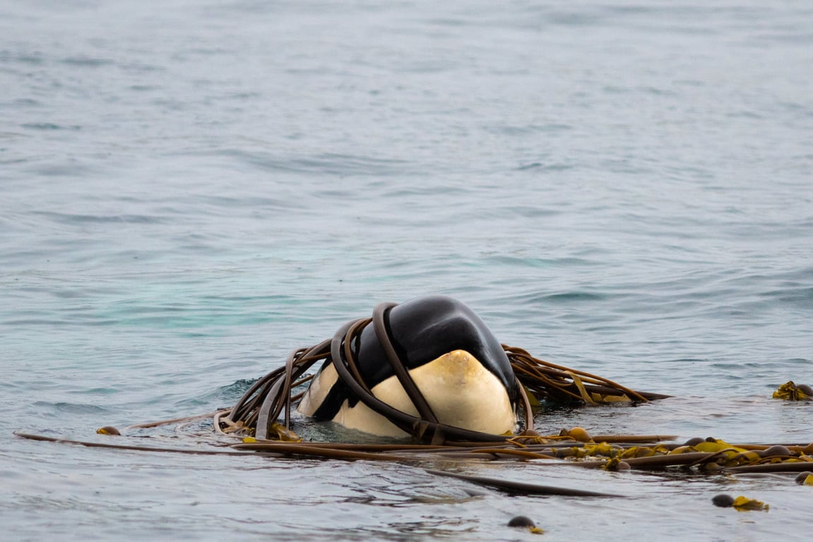 Orca Quest Cruise Tour Image 8
