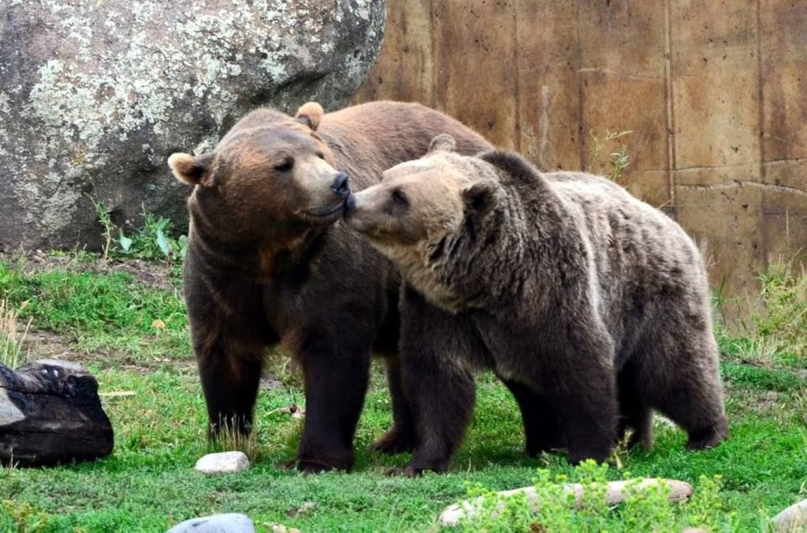 Montana Grizzly Encounter Tour Image 6