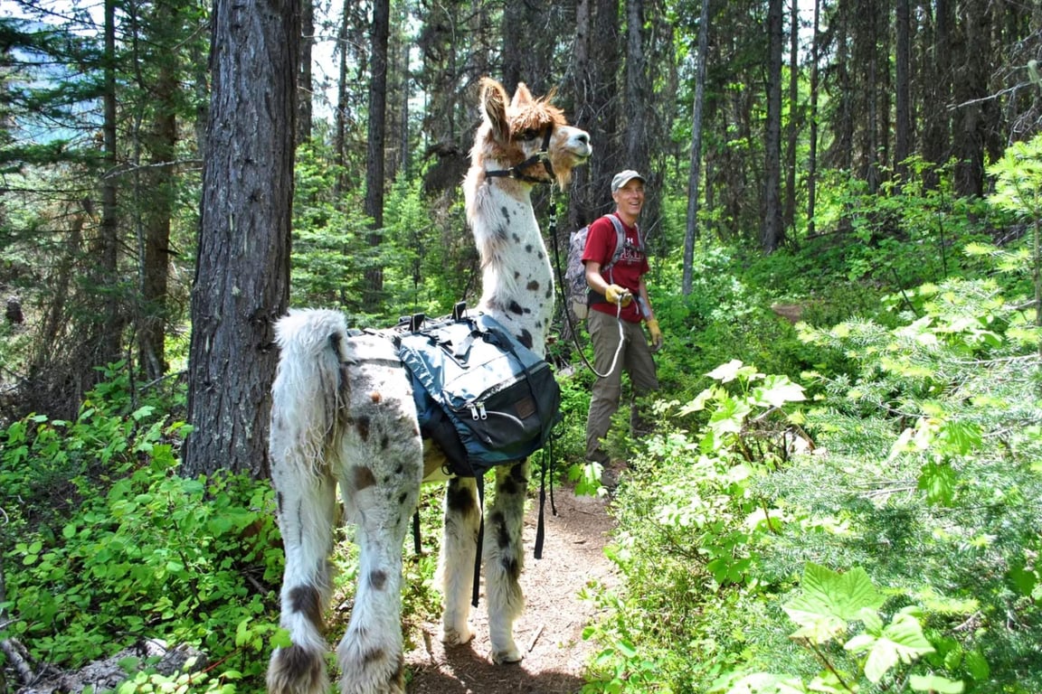 Private Llama Trek Experience Tour Image 1
