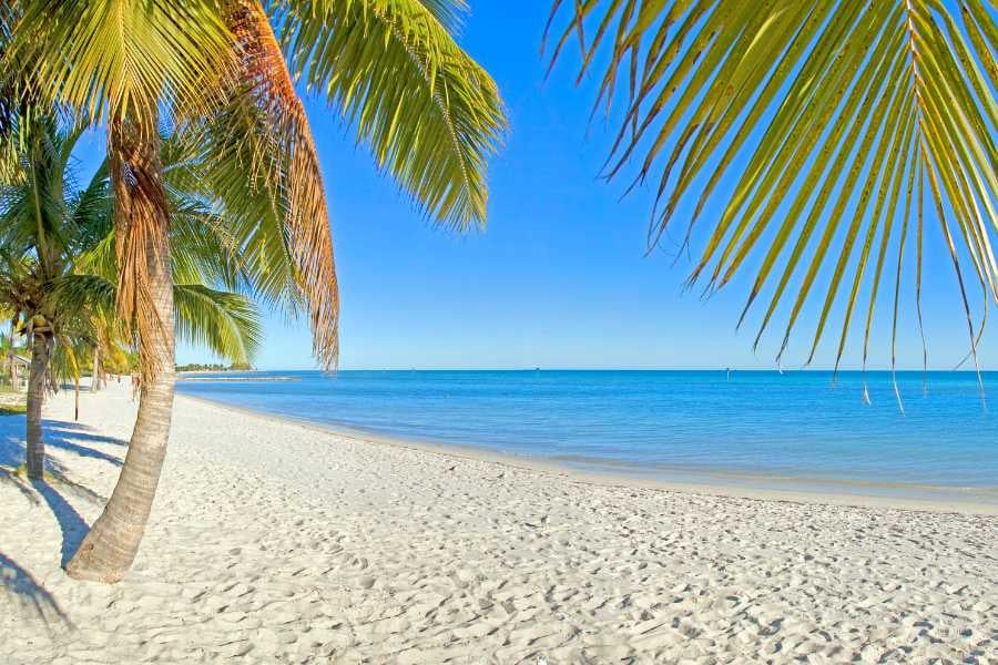 A peaceful beach with palm trees and calm, turquoise waters perfect for relaxation.