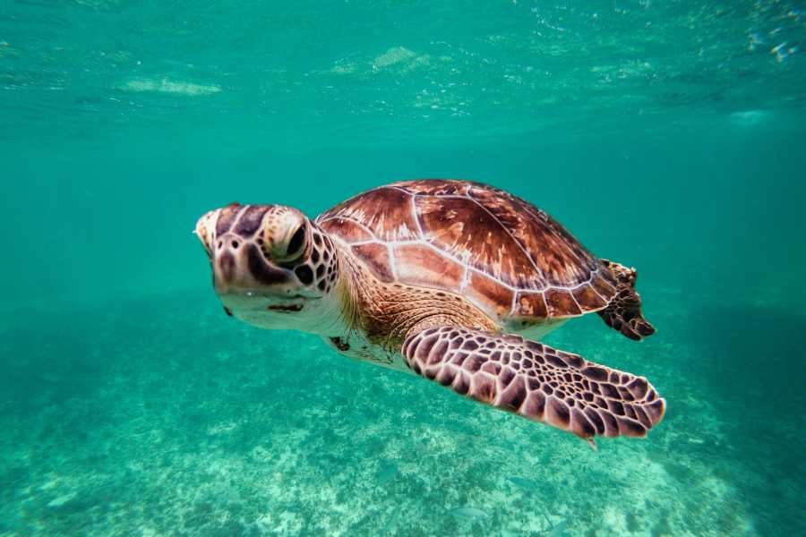 A sea turtle swims peacefully in clear, blue-green water, showing off its patterned shell.