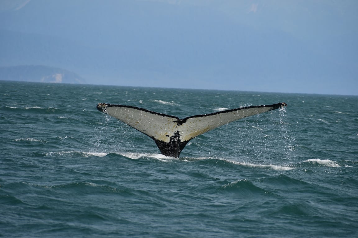 Whale and Drone Tour Tour Image 5