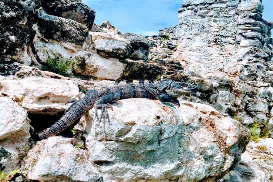 Ultimate Guide: Cozumel Mayan Ruins