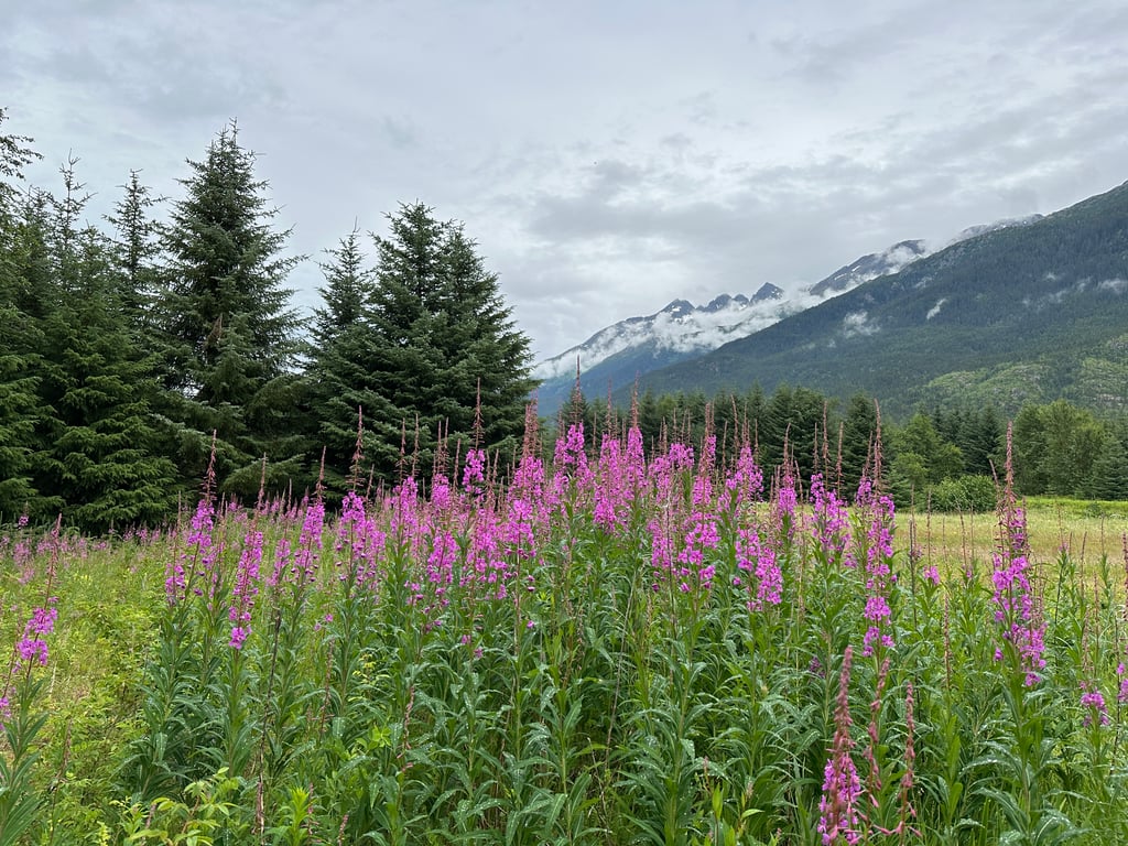 Gold Panning & Musher’s Camp Tour Image 6