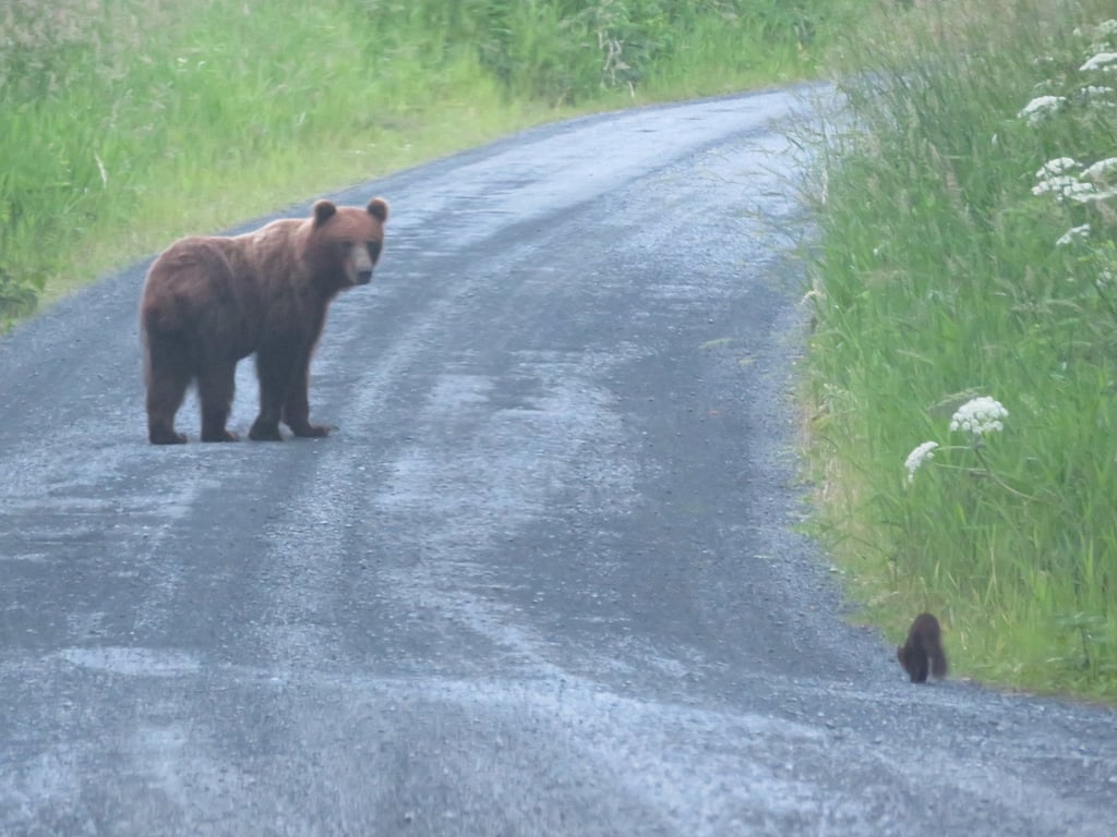 Guided Passenger Van Wildlife & Scenery Tour Tour Image 5