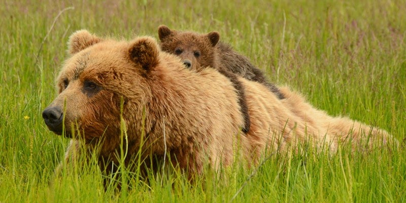 You’d Better BEARlieve It
