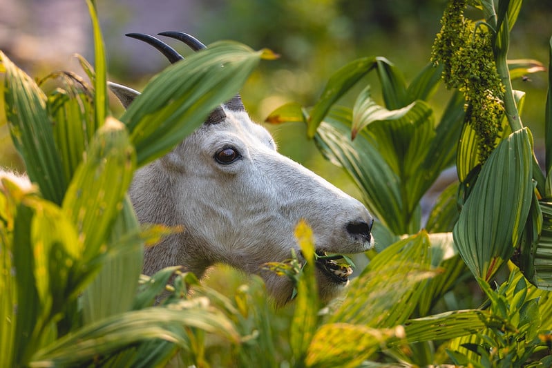 Mountain Goat