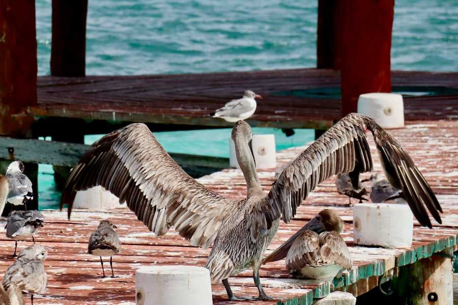 A pelican spreads its wings on a wooden dock, surrounded by calm turquoise waters and perched seagulls.