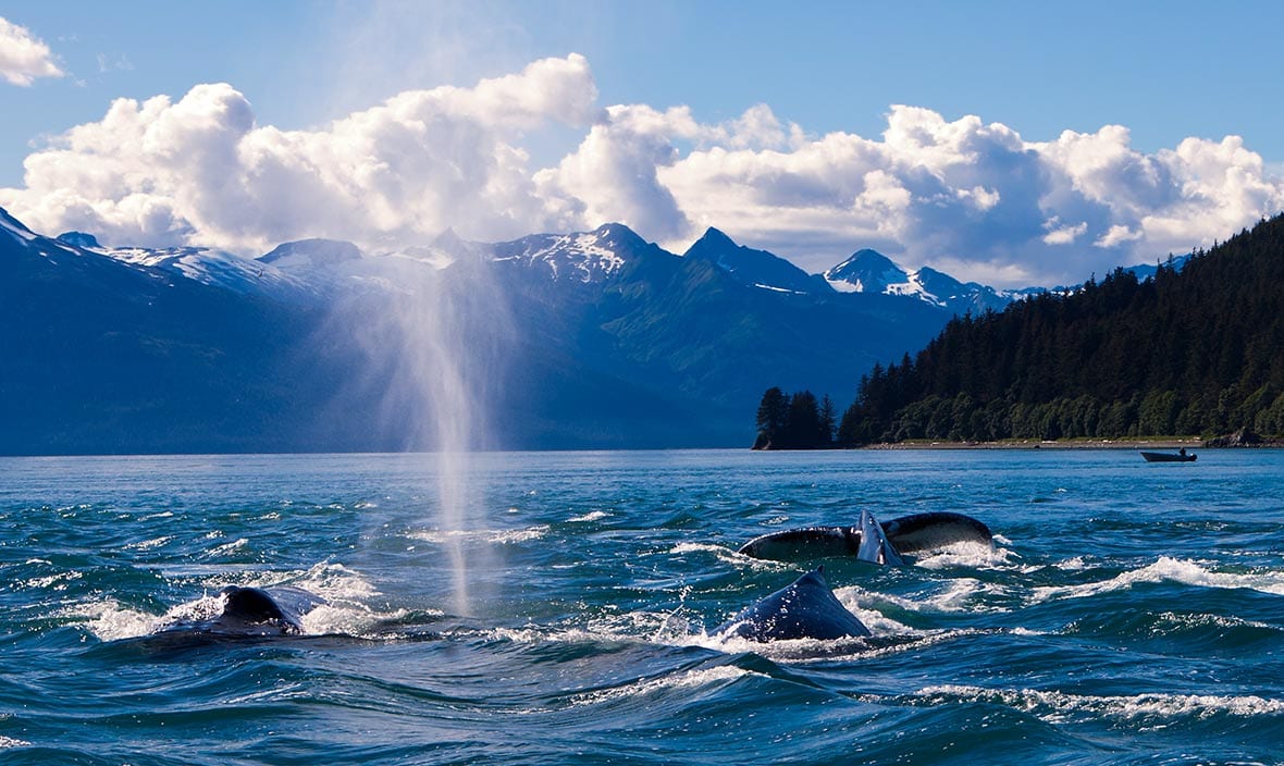 Planning the Ultimate Alaskan Group Adventure: Unforgettable Alaska Shore Tours & Experiences