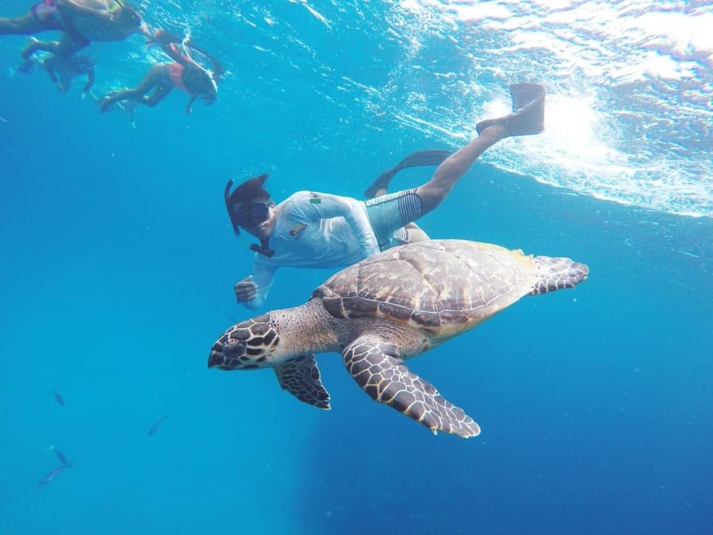 Cozumel Snorkeling Tour: Palancar, Colombia & El Cielo Reefs Tour Image 7