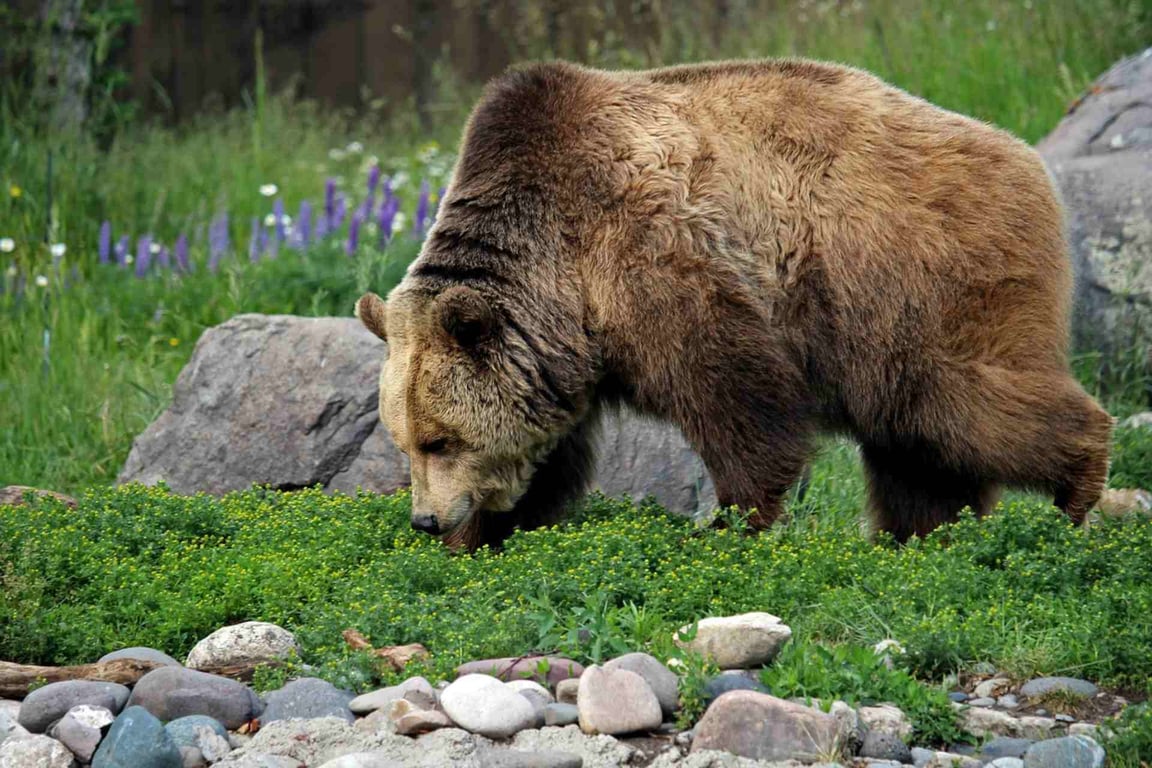 Yellowstone Private Wildlife Journey image