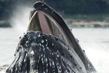 Tales & Tides: Alaskan Lore & Wildlife Cruise Tour Image 3