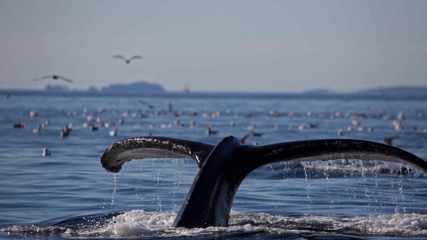 Private Wilds of Sitka Sound Expedition by Boat image