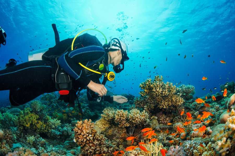 A scuba diver observes a vibrant coral reef with colorful fish.