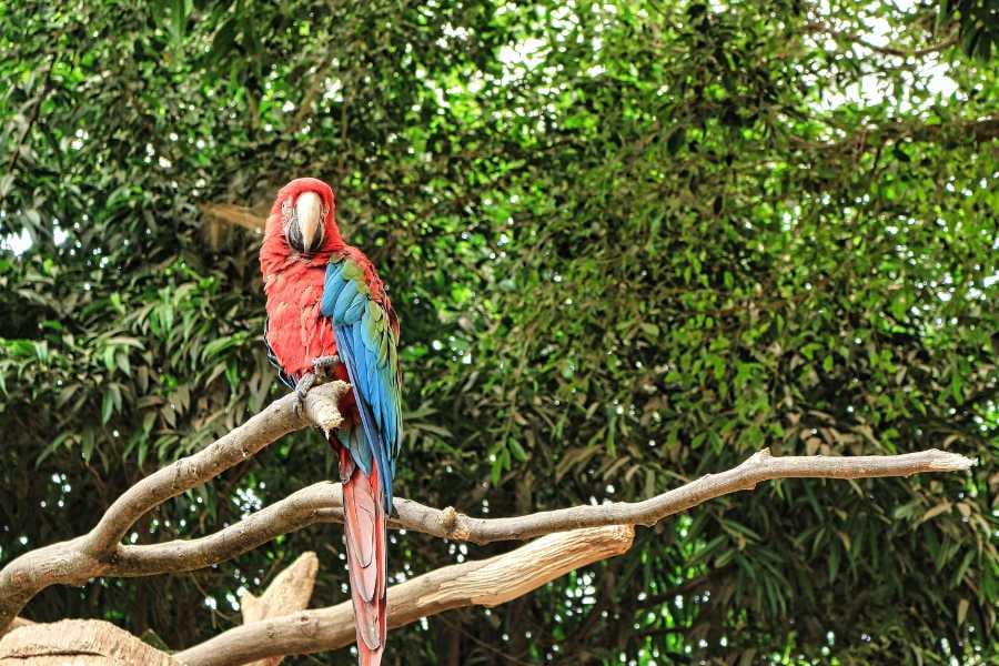 A vibrant macaw perched on a branch, showcasing its stunning colors in a natural setting.