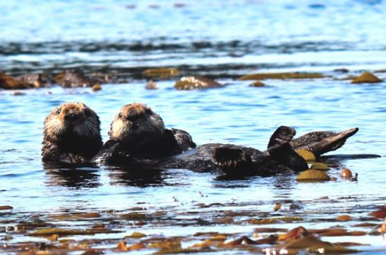 Whale Watching and Marine Wildlife Excursion Tour Image 3