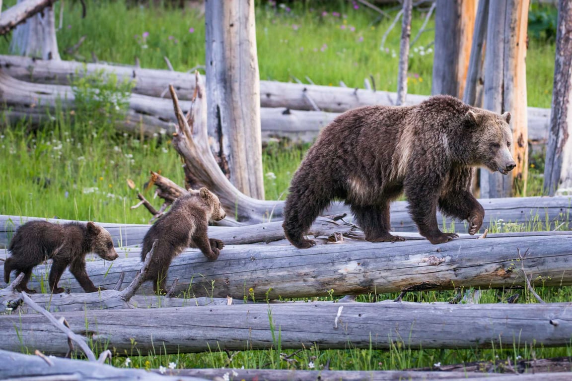 Wildlife tour category image