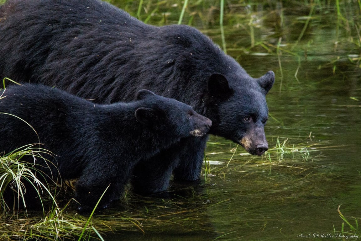 Bear Express Tour Tour Image 3