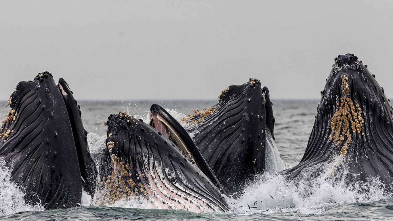 Private Wilds of Sitka Sound Expedition by Boat Tour Image 8