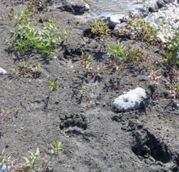 Seward Bear Glacier Tour Tour Image 6