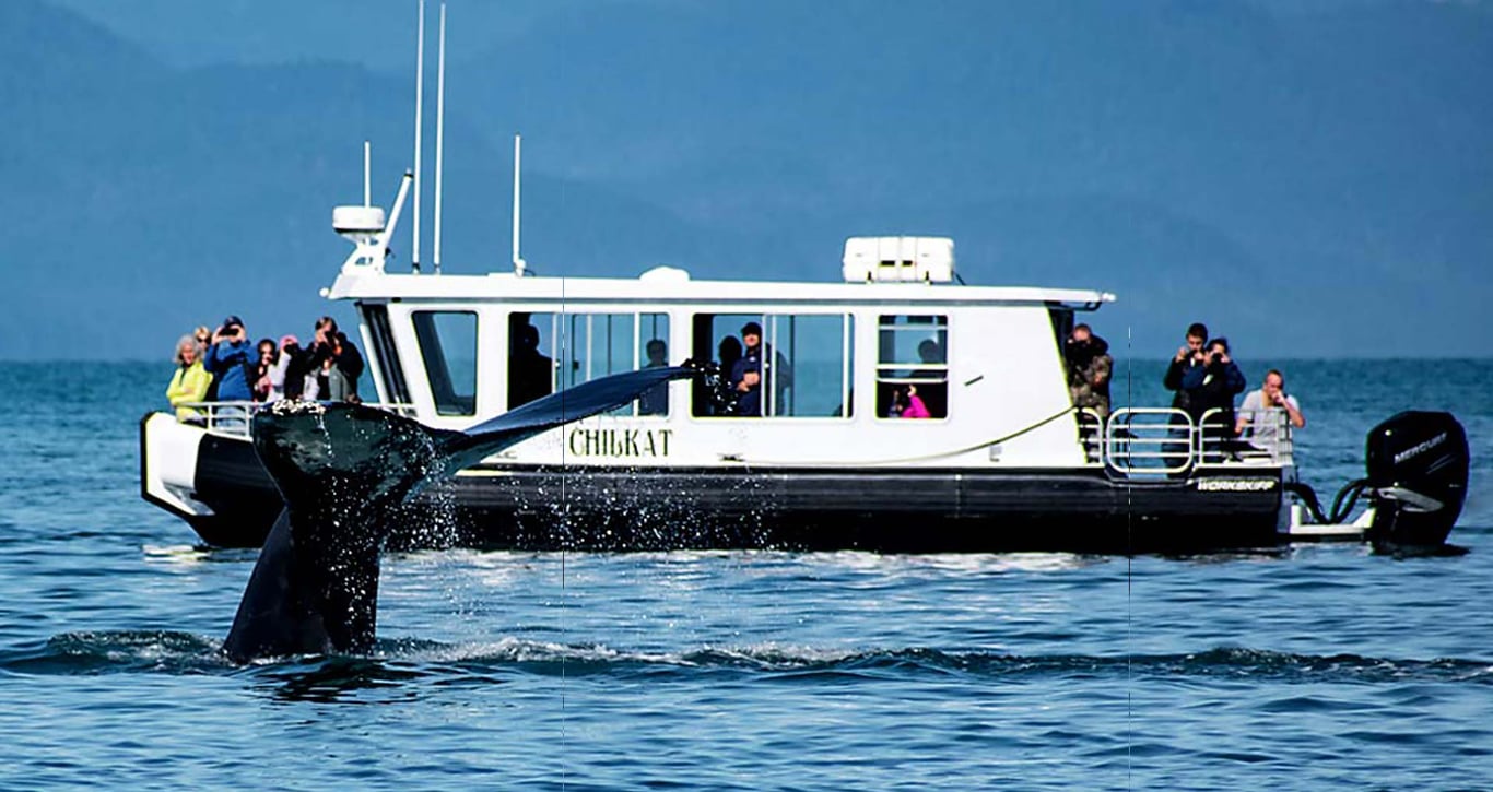 Juneau Whale Watching and Lighthouse Tour Tour Image 6