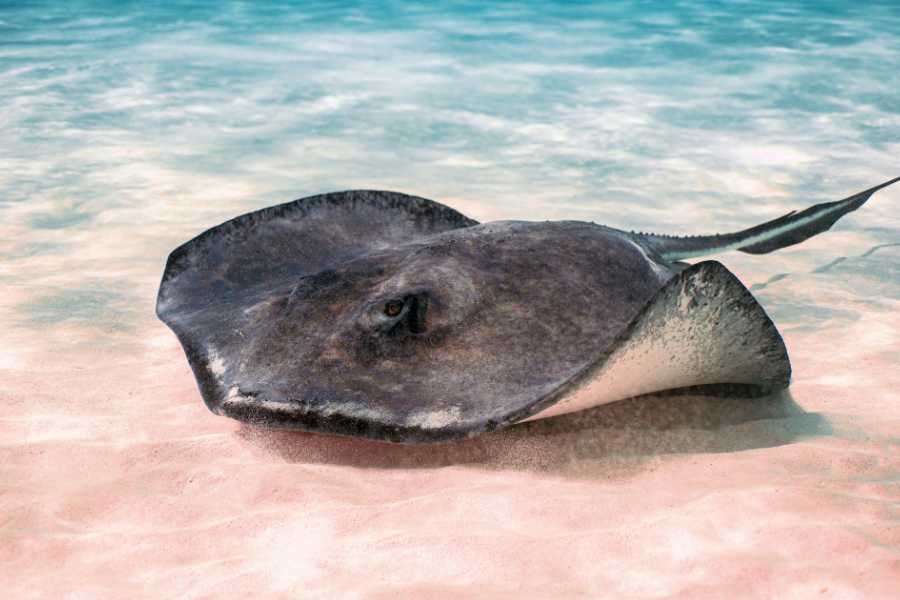 A stingray rests peacefully on a sunlit beach, blending into the sand with its smooth body.