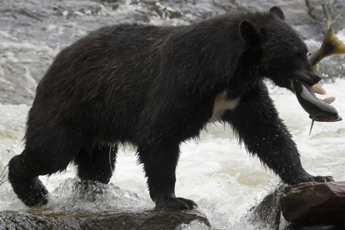 Neets Bay Bear Watch Tour Image 4