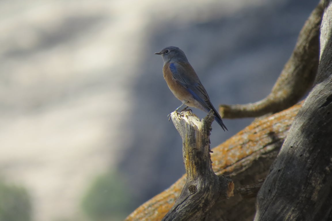 Telluride Bird Watching Tour Tour Image 2