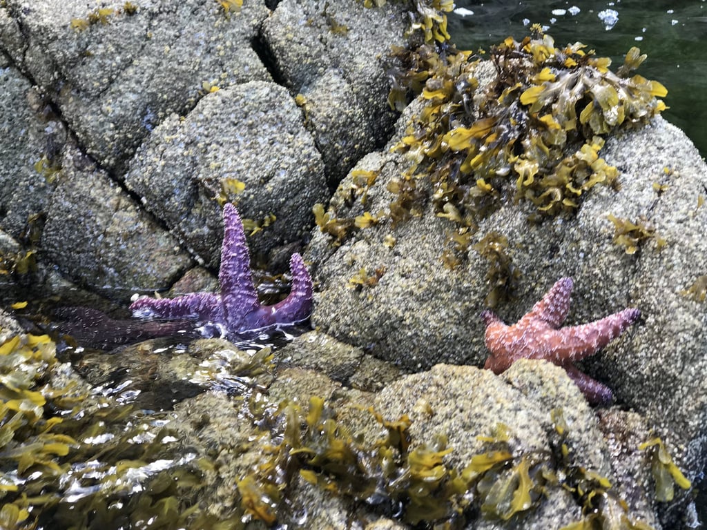 Great way to slow down and explore the wildlife of Ketchikan! review image 1