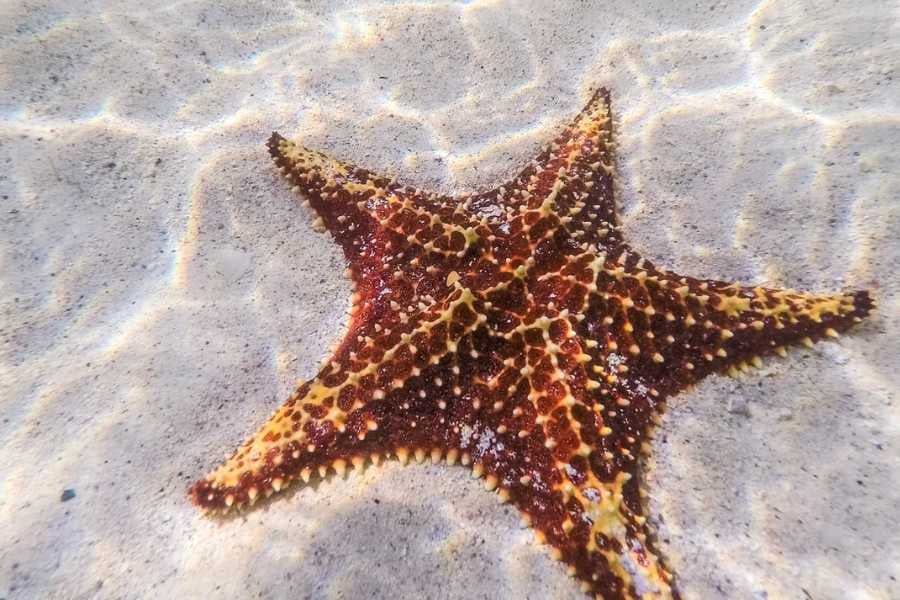 Starfish