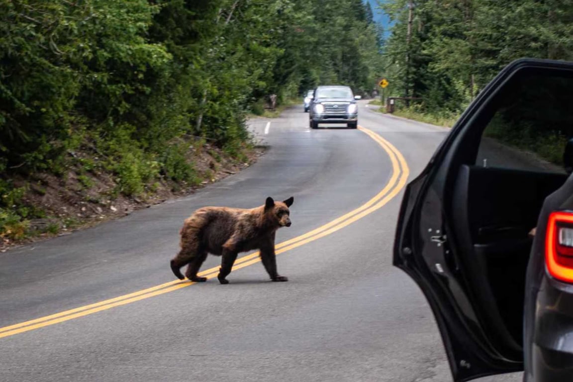 How to Stay Safe in Glacier National Park image