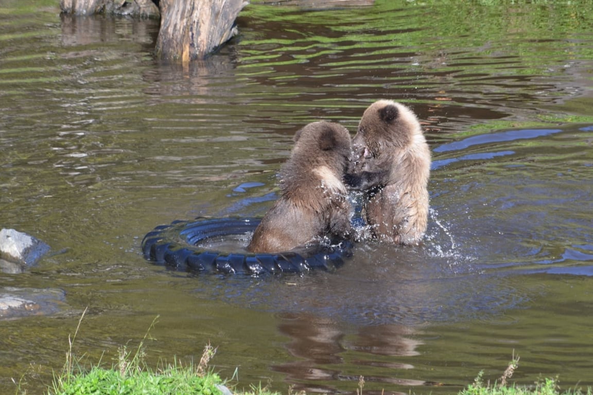 Simply Amazing Sitka Tour image