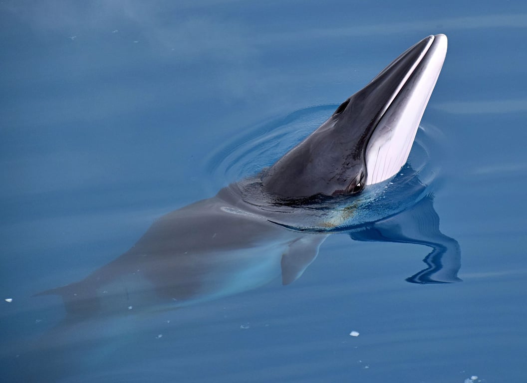 Small Boat Whale Watching and Sightseeing Tour Tour Image 8