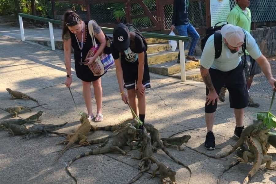 Tourists feed iguanas in a wildlife park, interacting with the animals.