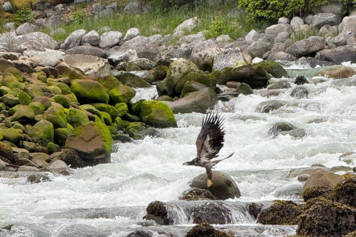 Skagway Waterfall & Wildlife Tour Tour Image 2