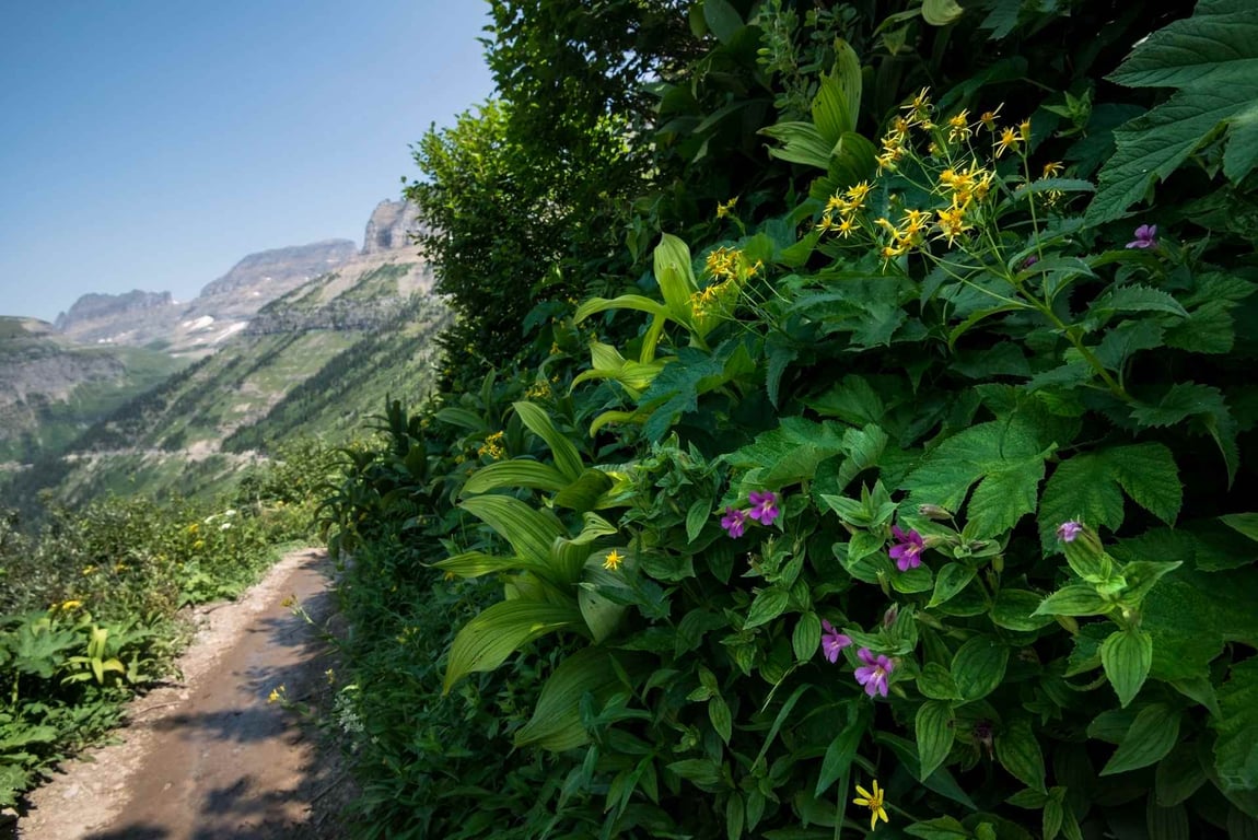 Guided Hike On The Highline Trail Glacier National Park Tour Image 8