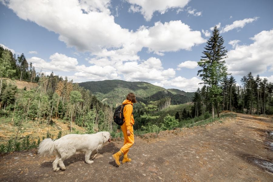 A woman and her dog explore a forest trail with sweeping mountain views.