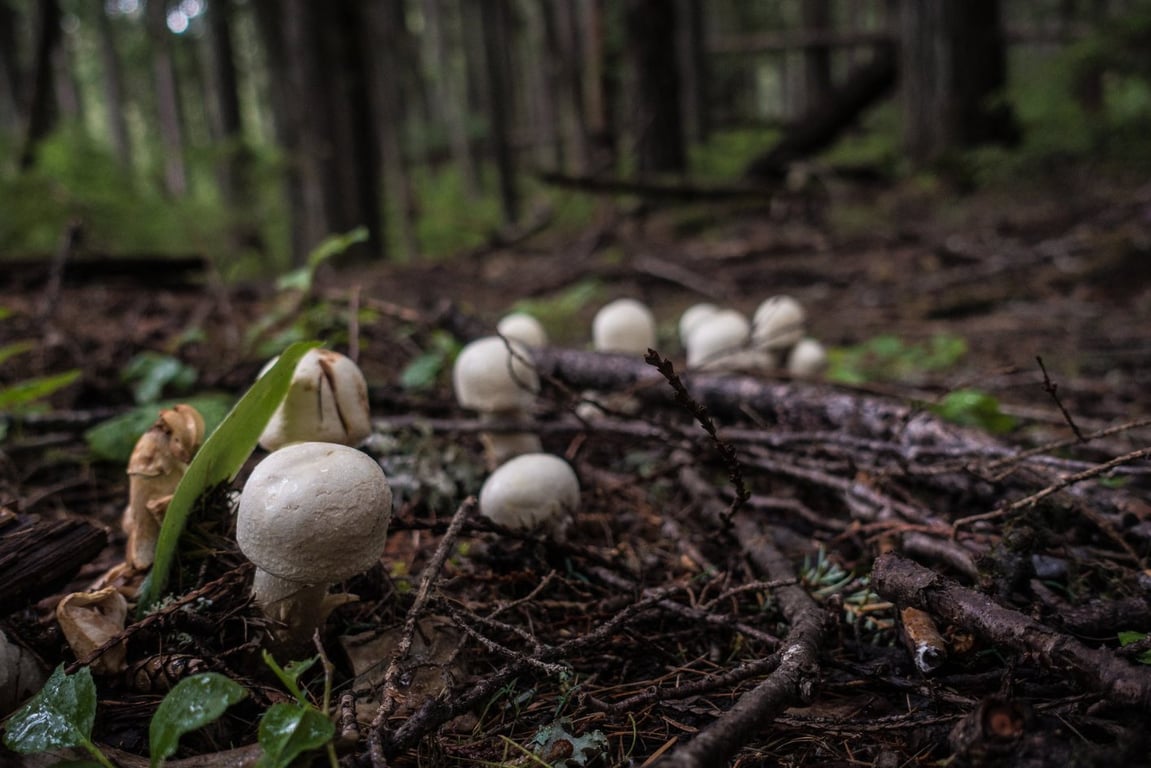 Avalanche Lake Guided Day Hike In Glacier National Park Tour Image 7