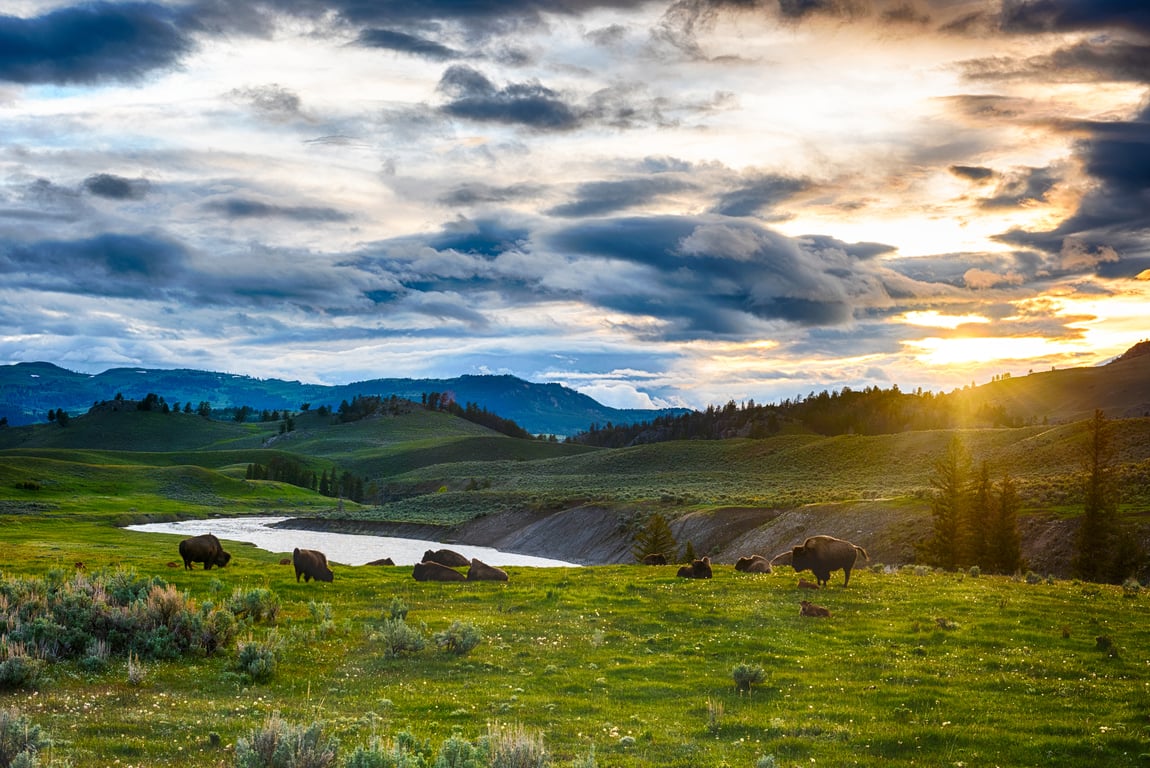 Private Yellowstone Grand Loop Tour Tour Image 3