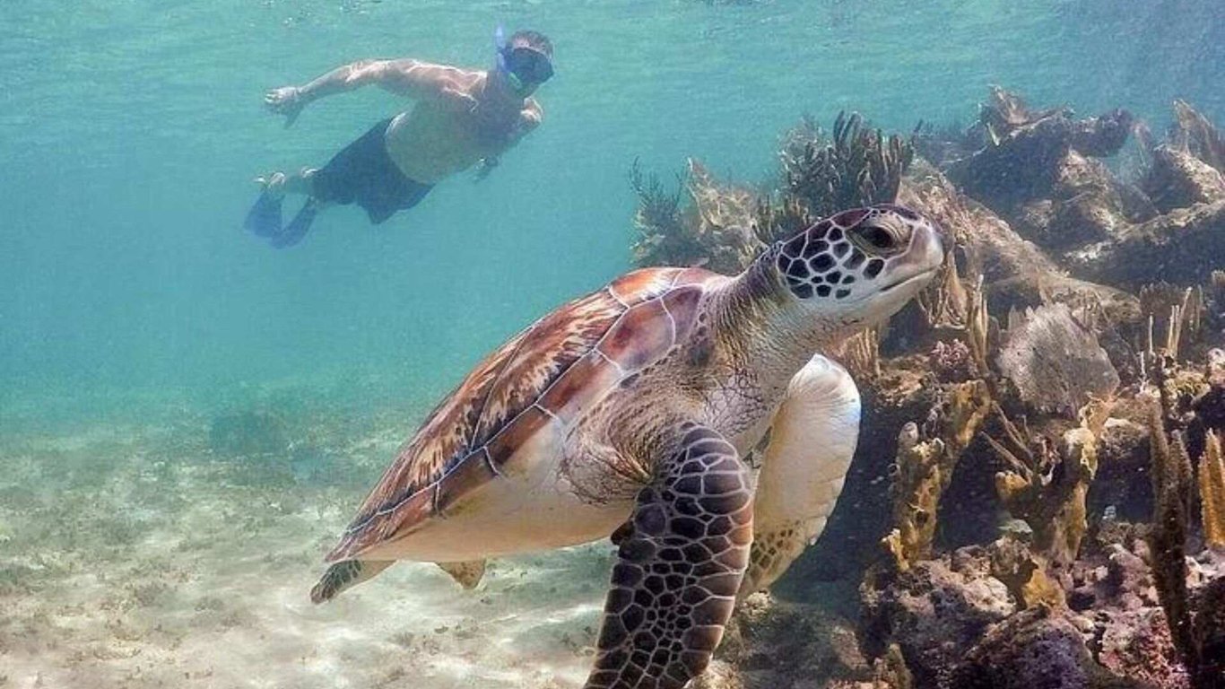 Private Cobá Mayan Ruins & Akumal Sea Turtles with Lunch Tour Image 4