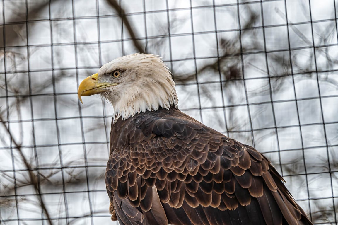 Your Local Expert's Guide to the Alaska Raptor Center in Sitka, Alaska