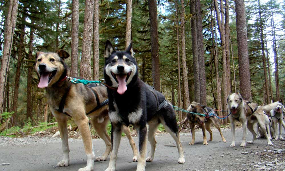 Skagway Sled Dog and Musher's Camp Tour Image 1