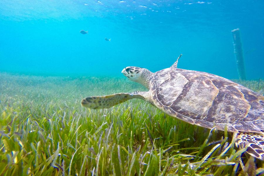 Our Favorite Things to Do & See In South Caicos